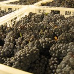 Pinot Noir Grapes.2585