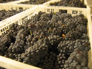 Pinot Noir Grapes.2585