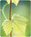 Wine leaf