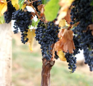 Grapes02